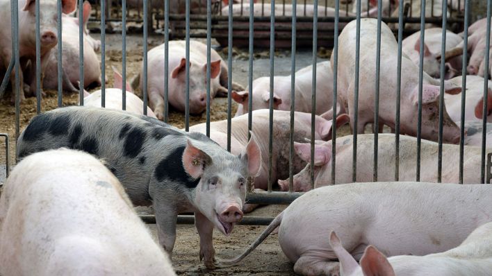 Schweine auf einem Brandenburger Ökohof, Archivbild (Quelle: DPA/Maurizio Gambarini)