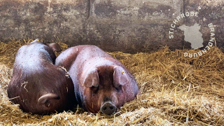 Duroc-Schweine (Quelle: rbb|24/Bernadette Huber)