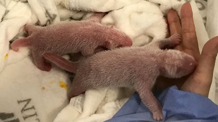 Die neugeborenen Panda-Zwillinge im Berliner Zoo
