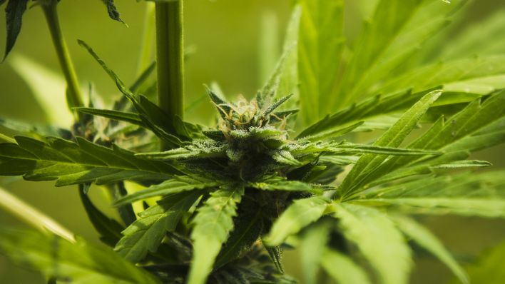 Ein Cannabispflanze, Symbolbild (Quelle: CTK/Sojka Libor)