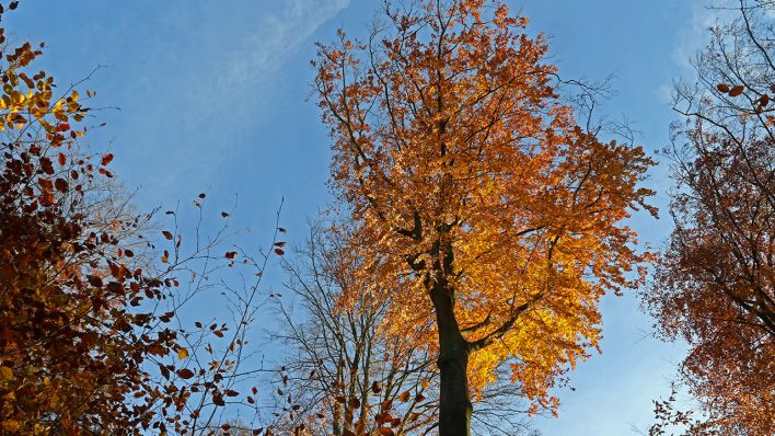 Herbstlaub leuchtet an einer Rotbuche. (Quelle: imago-images/Gottfried Czepluch)
