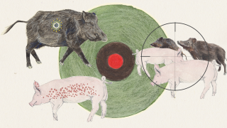Illustration: Seuchenfall Schweinepest, infiziertes Wildschwein, infiziertes Hausschwein. (Quelle: rbb|24/Caroline Winkler)