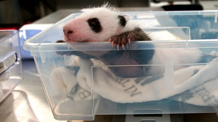 Eines der beiden Panda-Jungtiere liegt im Zoo Berlin in einer Plastikbox auf einer Waage. Beide bringen nun jeweils stolze 1400 Gramm auf die Waage, wie es bereits am 04.10.2019 hieß. Bei der Geburt waren es gerade mal 186 und 136 Gramm gewesen. (Quelle: dpa/Zoo Berlin)
