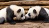 Die Panda-Zwillinge Meng Xiang und Meng Yuan am 7. Januar 2020 (Quelle: Zoo Berlin)