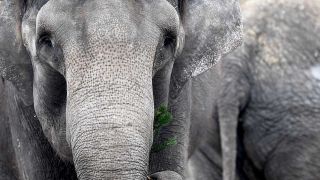 Elefanten in der Nahaufnahme.