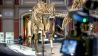 Zentraler Lichthof im Museum für Naturkunde, Fossilien von Tieren und Pflanzen aus der späten Jurazeit (Quelle: rbb|24)