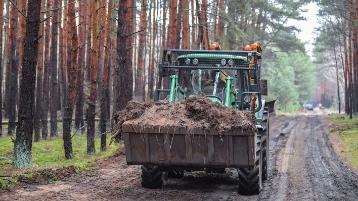 Grünheide: Ein Traktor vom Landesbetrieb Forst Brandenburg arbeitet an der Erschließung eines Waldweges auf dem künftigen Gelände der Tesla-Gigafactory. Quelle: Patrick Pleul/dpa