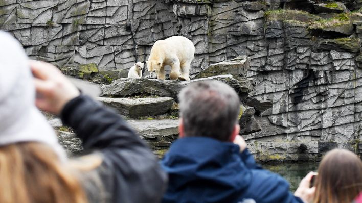 Berlin: Zuschauer beobachten die kleine, noch namenlose Eisbärin mit ihrer Mutter Tonja, die auf Erkundungstour im Tierpark Berlin ist. (Quelle: dpa/Jens Kalaene)