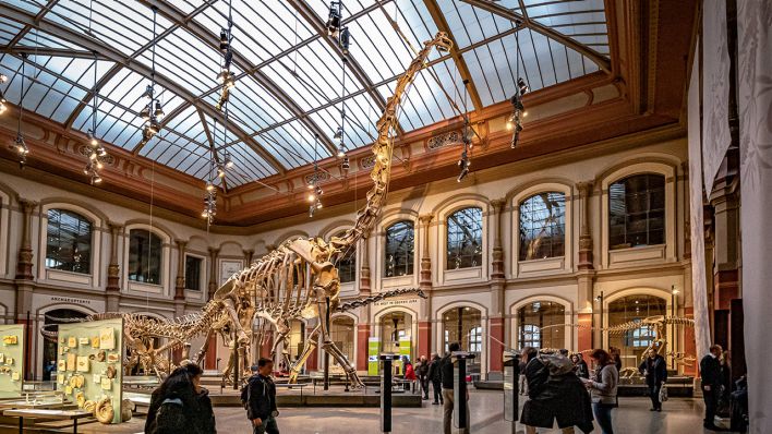 Der Giraffatitan im Berliner Naturkundemuseum (Quelle: Jürgen Ritter/Imago Images)