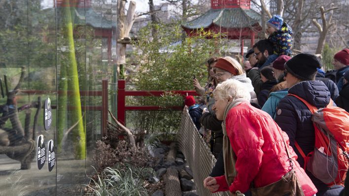 Dicht an dicht stehen Zoobesucher am 15.03.2020 am Pandagehege, um einen Blick auf die jungen Pandas hinter der Glasscheibe zu werfen. (Quelle: dpa/Paul Zinken)