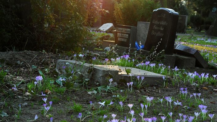 Archivbild: Krokusse auf dem Friedhof II der Sophiengemeinde an der Bergstraße in Berlin Mitte bei untergehender Sonne, fotografiert am 27. 2. 2014. (Quelle: dpa/Doris Spiekermann-Klaas)
