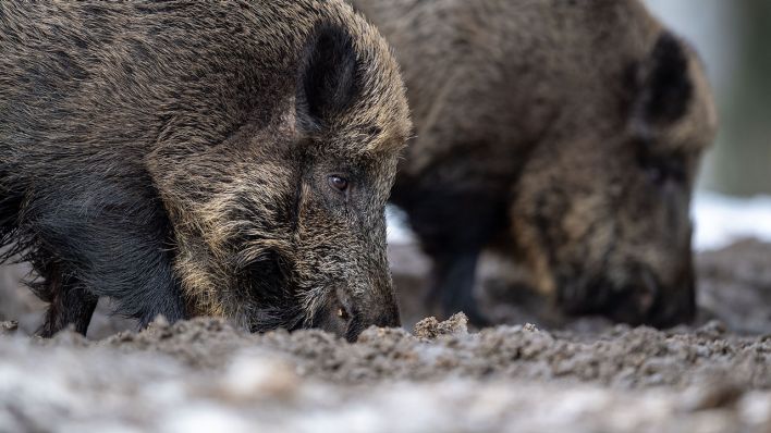 Zwei Wildschweine wühlen nach Futter, Archivbild (Quelle: DPA/Lino Mirgeler)