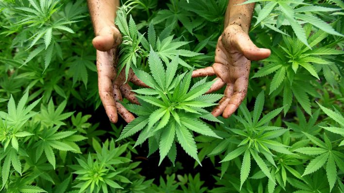 Cannabis Pflanzen, aus denen auch Marihuana hergestellt wird, sind in einer Plantage zu sehen, Archivbild (Quelle: DPA/Abir Sultan)