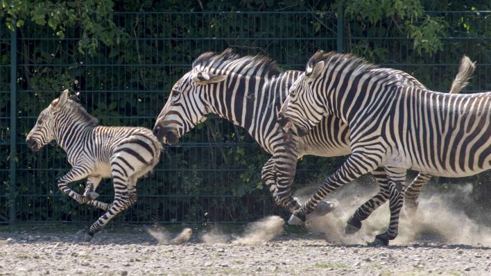 Archivbild: Zebras aus dem Berliner Zoo. (Quelle: imago images)