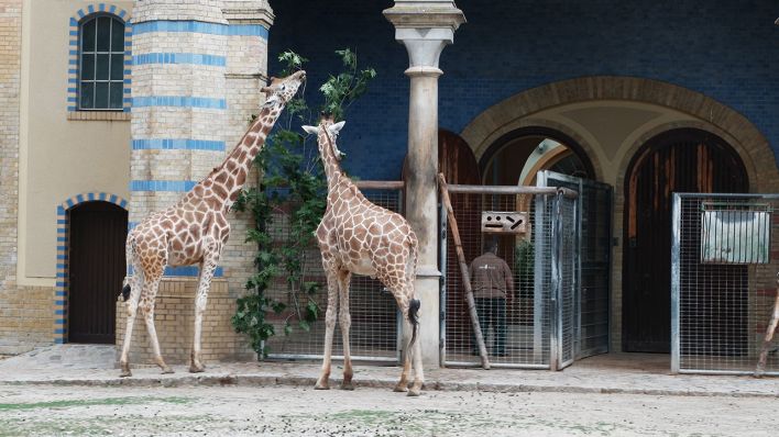 Zwei Giraffen fressen im Berliner Zoo Blätter von einem Busch (Bild: rbb/Caroline Winkler)