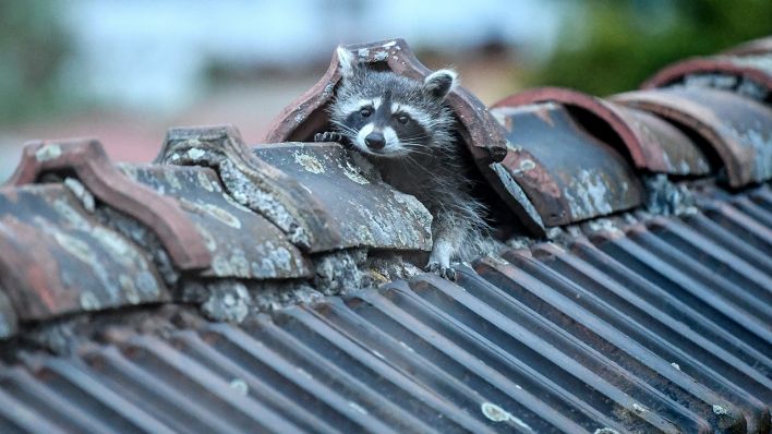 Ein Waschbär krabbelt aus seinem Versteck auf dem Dach. Jeden Abend verlässt er seinen Schlafplatz, um auf Nahrungssuche zu gehen (Quelle: dpa/Britta Pedersen).