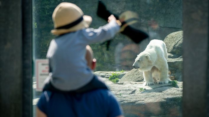 Ein Vater mit Kind betrachtet einen Eisbärenim Berliner Zoo (Foto: dpa/Kay Nietfeld)
