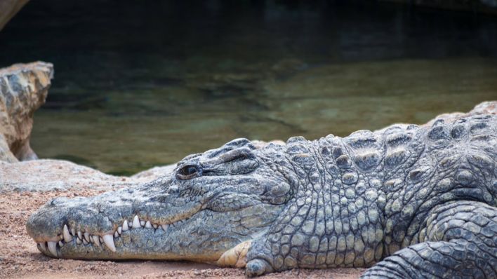 Symbolbild: Ein Alligator im Zoo (Quelle: www.imago-images.de)
