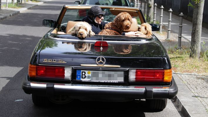 Symbolbild: Ein Mann fährt mit drei Pudeln in einem Cabriolet durch Berlin. (Quelle: imago images/R. Kremming)