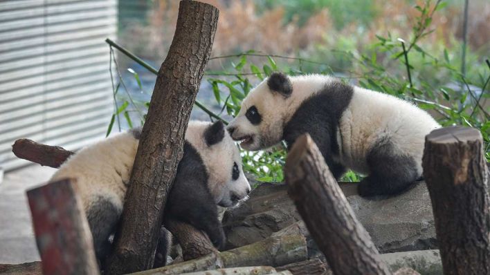 Berliner Panda-Zwillinge am 31.3.2020 (Bild: imago images/Joko)