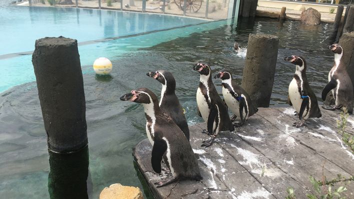 Humboldt-Pinguine im Spreewelten Bad (Quelle: rbb/Jule Käppel)