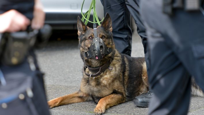 Symbolbild: Ein Polizeihund (Quelle: dpa/Axel Heimken)