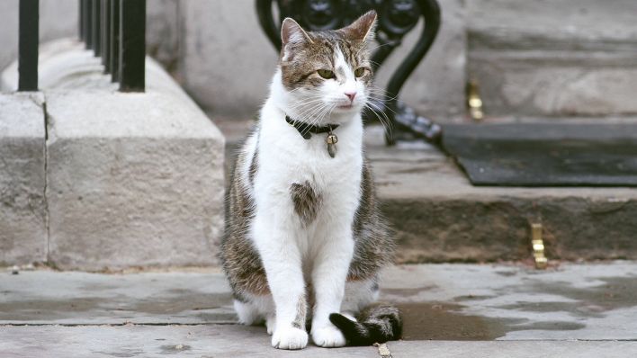 Larry, the 10 Downing Street Cat (Quelle: imago-images)