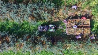 Das Luftbild einer Drohne zeigt am 07.09.2016 Saisonarbeiter bei der Ernte von Bio-Sanddornbeeren im Landkreis Märkisch-Oderland (Brandenburg). (Quelle: dpa/Patrick Pleul)