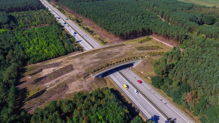 Das Luftbild einer Drohne zeigt eine Grünbrücke, auch Wildbrücke genannt, über die Autobahn A12 in Brandenburg. (Quelle: dpa/Patrick Pleul)
