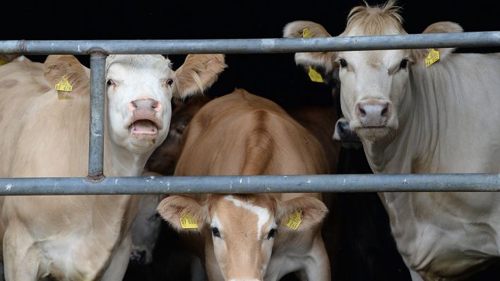 Symbolbild: Rinder stehen auf einem Ökohof. Die großen deutschen Handelskonzerne verständigen sich auf ein einheitliche Kennzeichnung der Haltungsbedingungen von Schlachttieren. (Quelle: dpa/M. Gambarini)