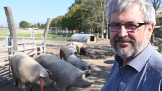 Archivbild: Axel Vogel (Bündnis 90/Die Grünen), Brandenburger Landwirtschaftsminister besucht einen Hof mit Schweinehaltung. (Quelle: dpa/S. Stache)