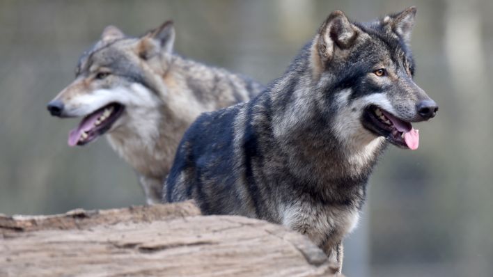 Zwei Wölfe (Quelle: dpa/Carsten Rehder)