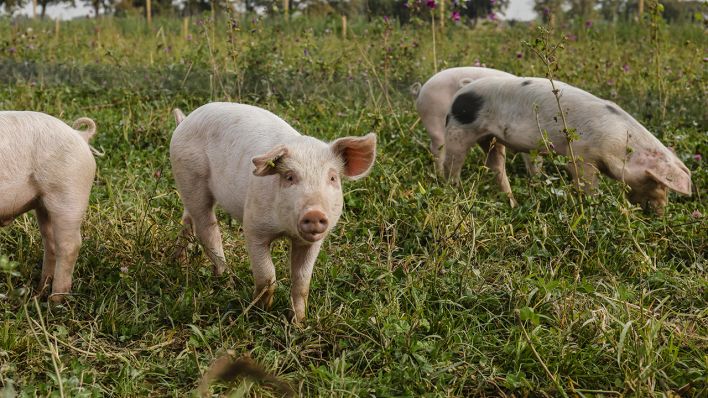 Symbolbild: Freilandschweine (Quelle: dpa/Rupert Oberhäuser)