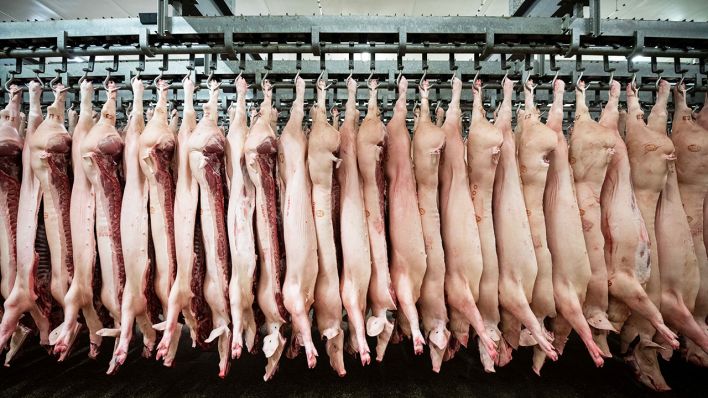 Symbolbild: Halbierte Schweine hängen in einem Schlachthof an den Haken. (Quelle: dpa/Mohssen Assanimoghaddam)