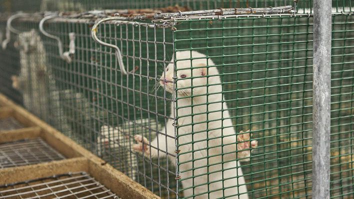 Symbolbild - Ein Nerz schaut in einer Nerzfarm aus einem Käfig. (Bild: imago images/Reporters)