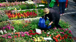 Eine Frau mit Mundschutz kauft Blumen auf einem Markt für Gartenzubehör (Quelle: dpa/Ludìk Peøina)