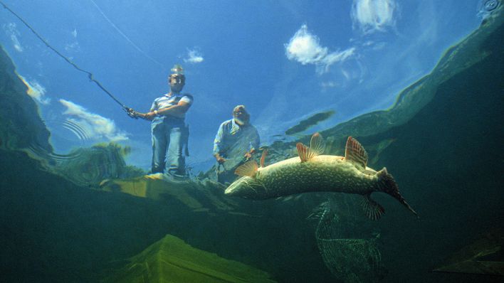 Symbolbild: Ein Angler fängt einen Hecht. (Quelle: dpa/imagebroker)