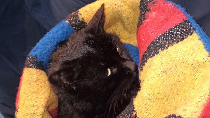 Die Polizei rettete eine schwarze Katze aus den Fängen eines Streuwagen-Netzes (Quelle: Polizei Brandenburg)