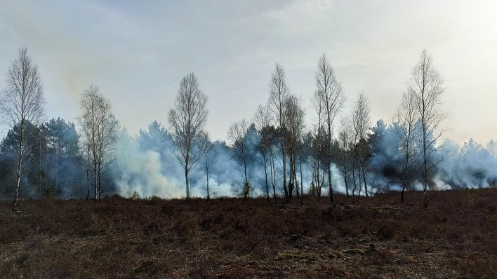 Eine Rauchsäule steigt über de Kyritz-Ruppiner Heide auf (Bild: rbb/Bjoern Haase-Wendt)