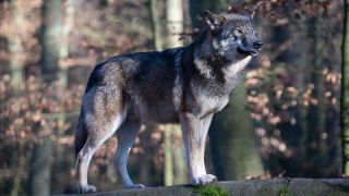 Symbolbild: Ein Wolf steht im Tierpark Kunsterspring im Gehege auf einem Baumstamm. (Quelle: dpa/S. Stache)