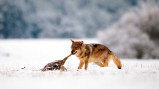 Gemeiner Wolf (Canis lupus lupus), im Winter mit Beute. (Quelle: dpa/Muth)