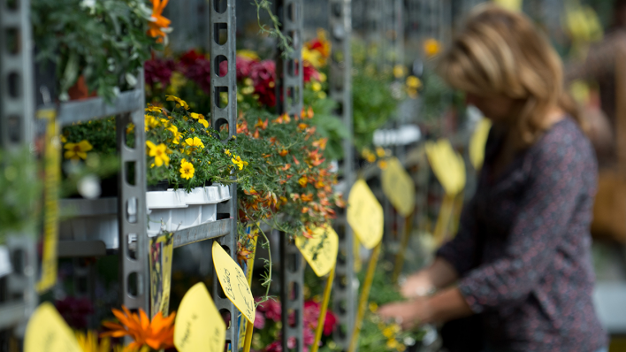 Archivbild: Die Kundin eines Blumengroßmarktes sieht sich am 18.04.2013 in Berlin ein Regal mit verschiedenen Pflanzen an. (Quelle: dpa/Marc Tirl)