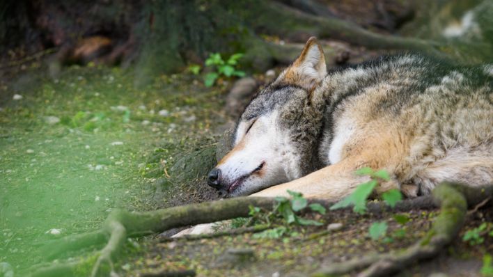 Ein Wolf (Quelle: dpa/Florian Eckl)