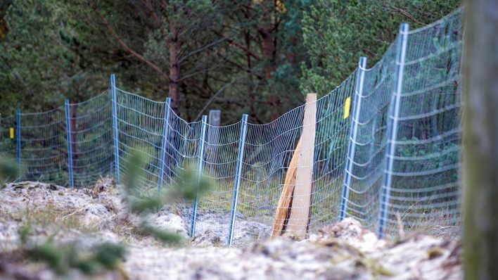 In den Dünen an der Grenze zwischen Polen und Deutschland steht der neue Schutzzaun zum Schutz vor Schweinepest (Bild: dpa/Jens Büttner)