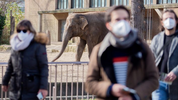 Besucher mit Mund-Nasen-Schutz gehen im Berliner Zoo vor einem Elefanten. (Quelle: dpa/Christoph Soeder)