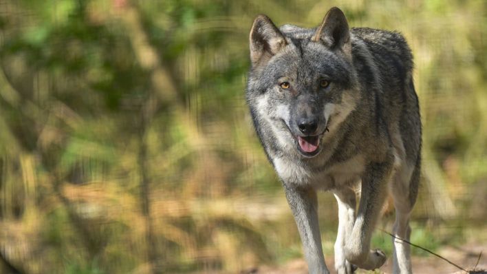 Ein Wolf (Canis lupus) in einem Gehege im Wildpark Schorfheide (Bild: dpa/Patrick Pleul)