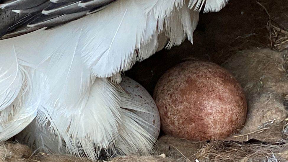 Ein Bartgeier-Weibchen hat im Berliner Tierpark zwei Eier gelegt, aufgenommen am 28.01.2021 (Quelle: © Zoo/Tierpark Berlin 2021)