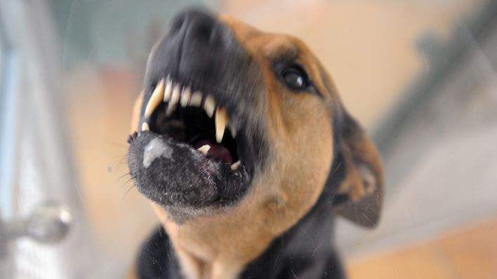 Archivbild: Ein Hund steht am 11.08.2010 in einem Tierheim bellend in seiner Box und fletscht die Zähne. (Quelle: dpa/Soeren Stache)