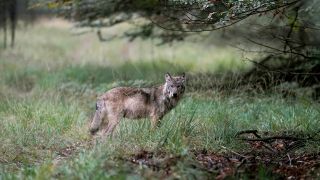 Symbolbild: Ein Wolf in der Veluwe, gefangen genommen vom Naturfotografen Otto Jelsma. (Quelle: dpa/Otto Jelsma)