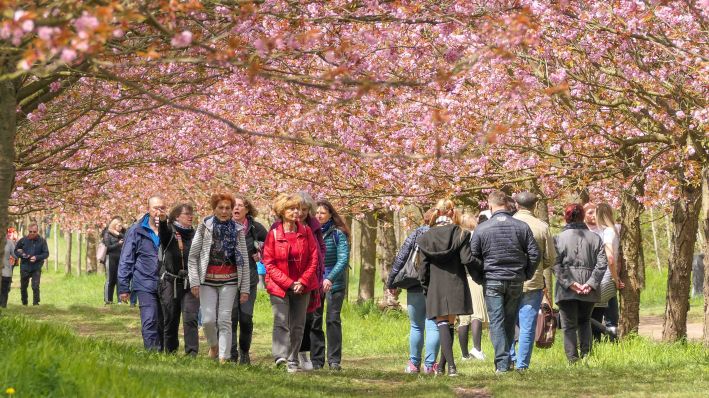 Die japanische TV-Asahi-Kirschblütenallee auf der Grenze von Berlin und Brandenburg bei Teltow.Zahlreiche Menschen sind vor Ort. (Quelle: imago/images: Stefan Zeitz)